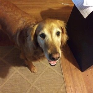 Meet your Posher, Jake